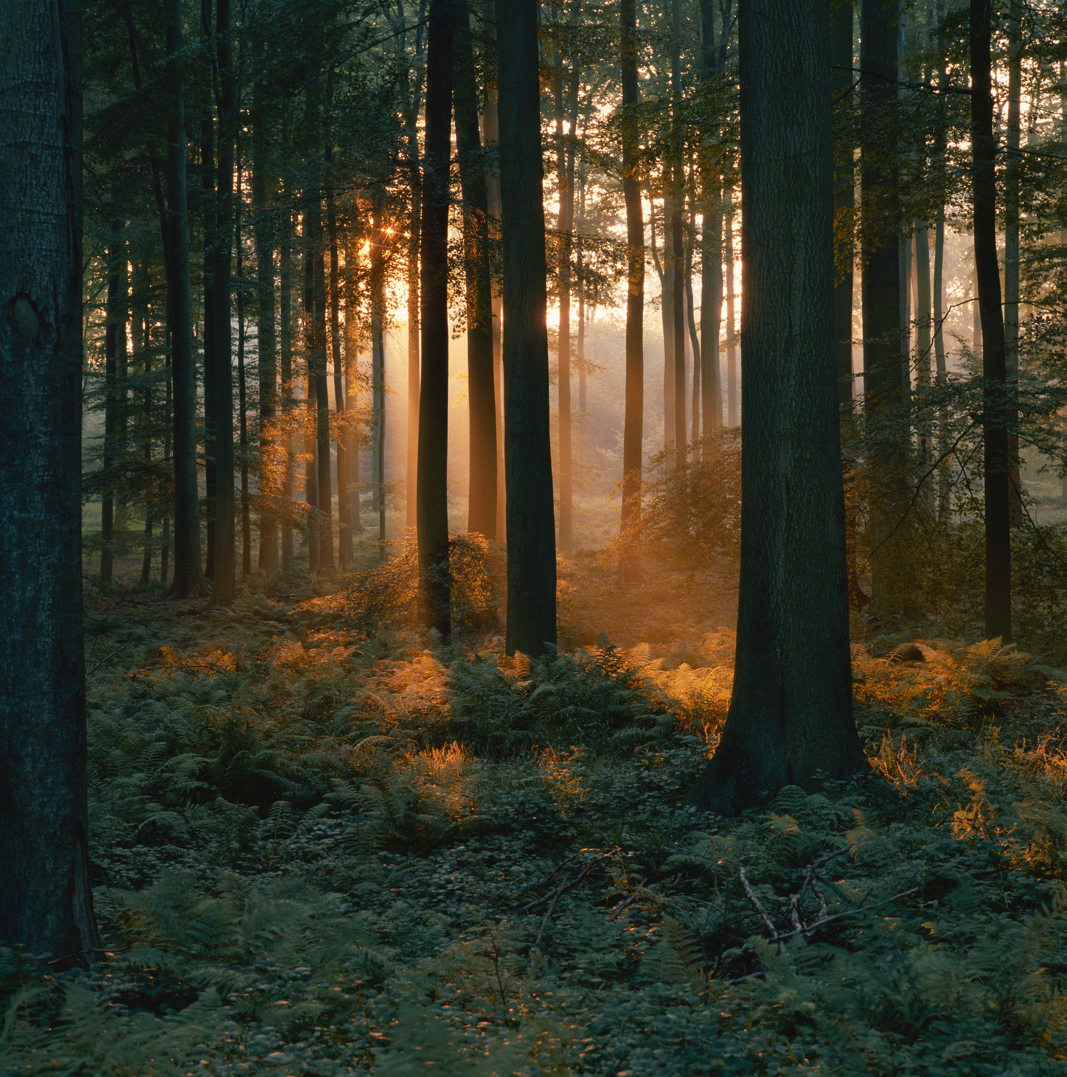 Trees in forest